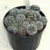 Gymnocalycium_bruchii_1